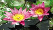 Aquatic Plants