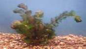 Submerged Plants