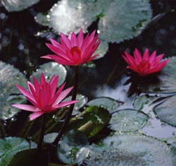 Pond products